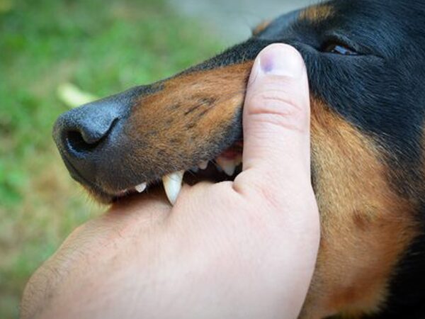 Cómo demostrar la culpa en casos de mordeduras de perro