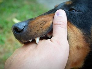 Who is Responsible in Dog Bite Cases?